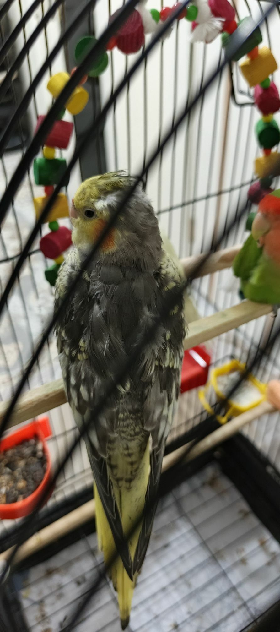 Karella - Parahat 7 - img 2