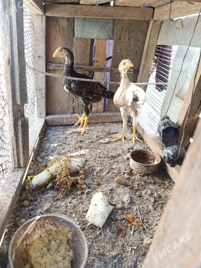 Baytso. Jujeler - Kerki - img 2