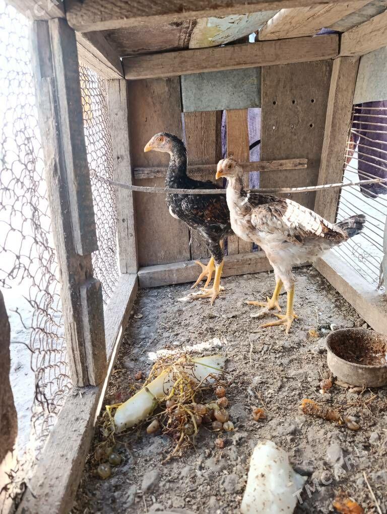 Baytso. Jujeler - Kerki - img 3