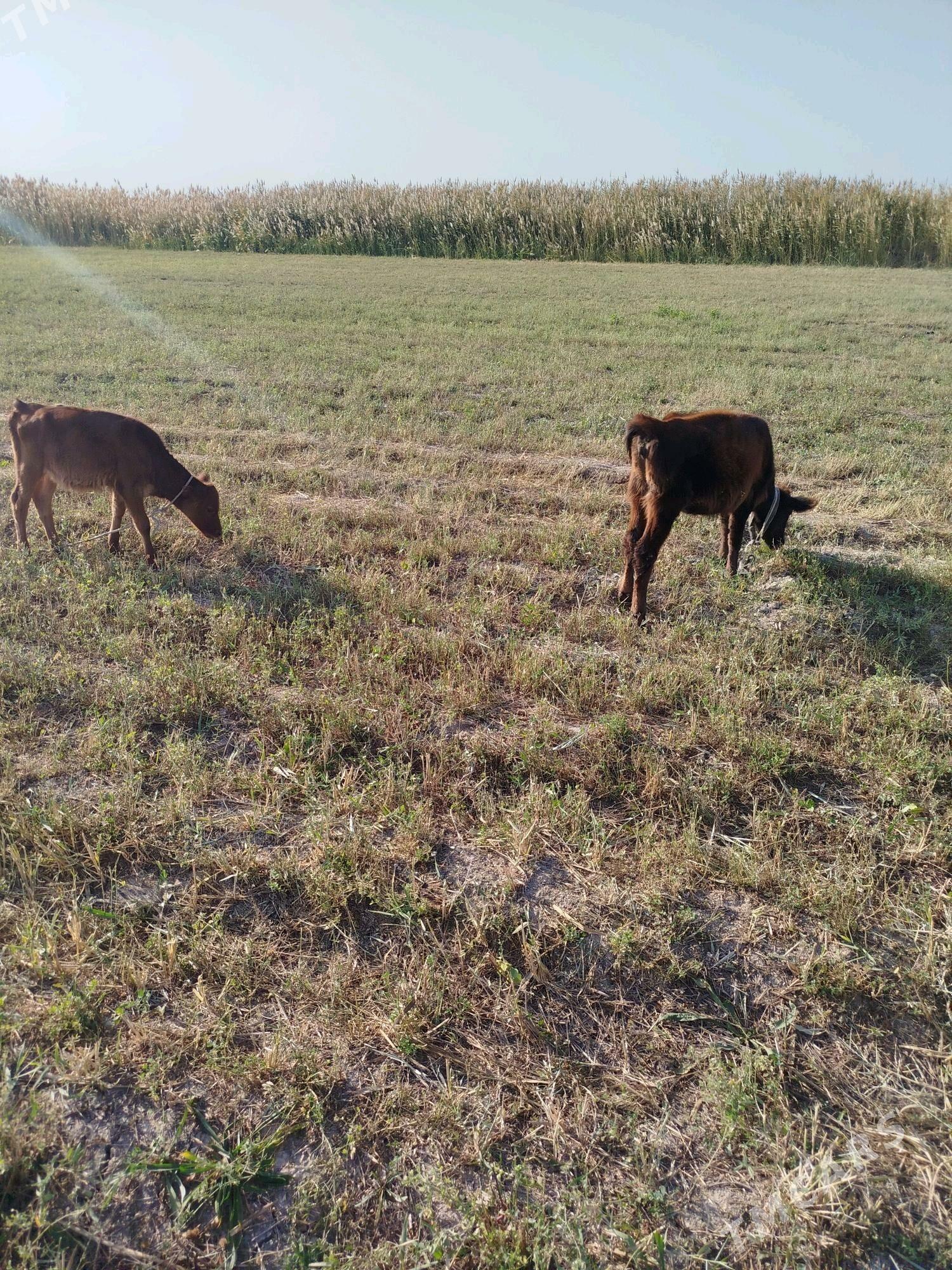 túwe - Ak bugdaý etraby - img 3