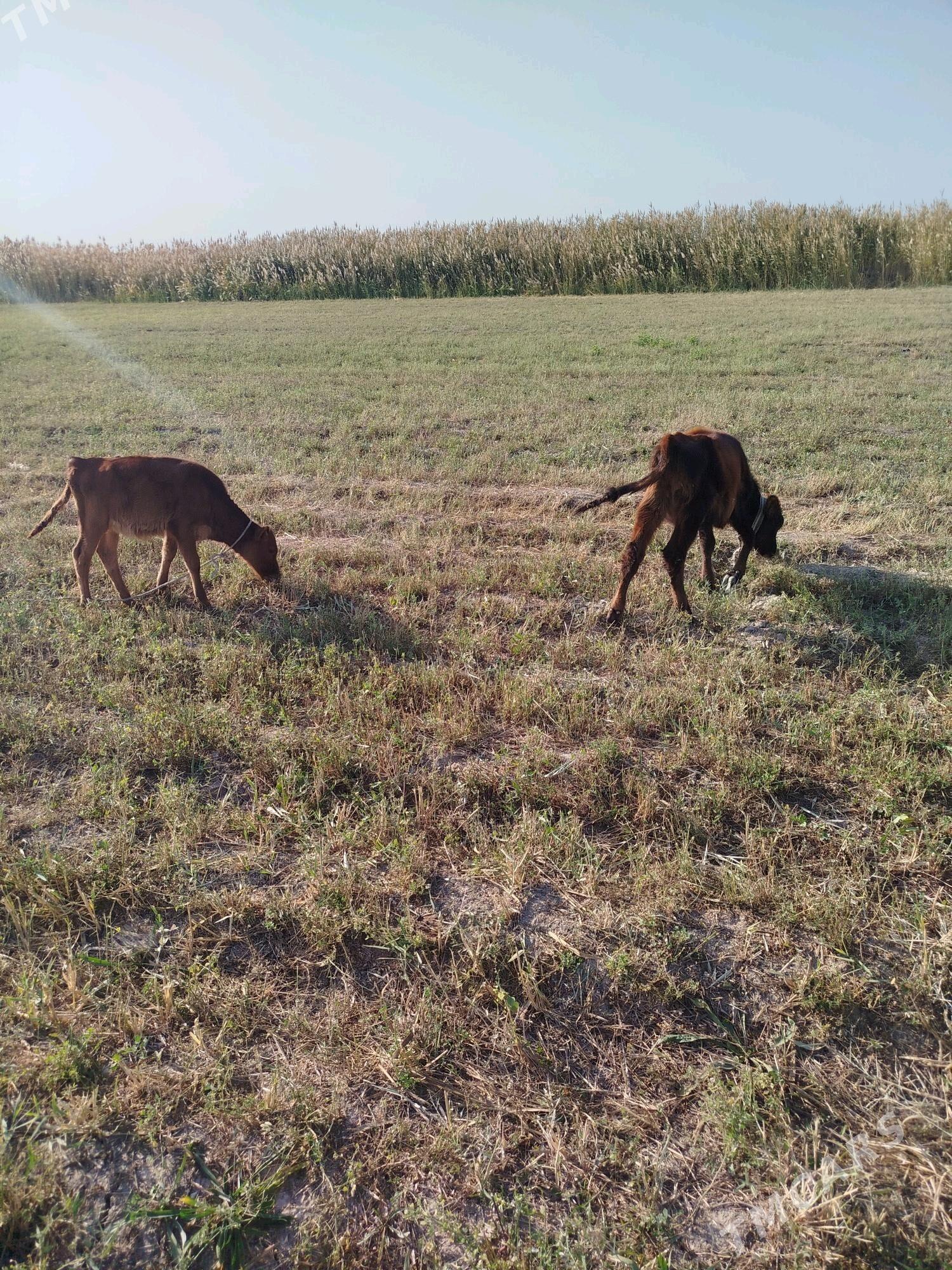 túwe - Ak bugdaý etraby - img 2