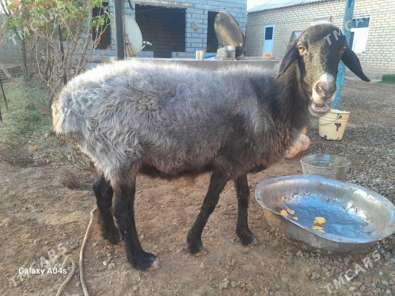 goyun - Бабадайхан - img 2