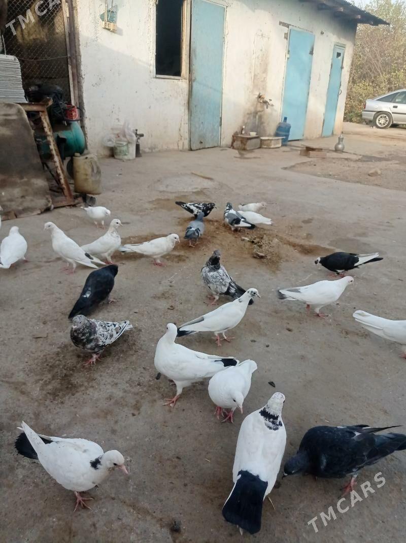 guslar satlyk - Änew - img 4