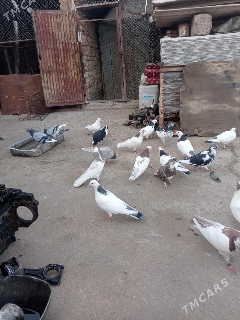 guslar satlyk - Änew - img 3