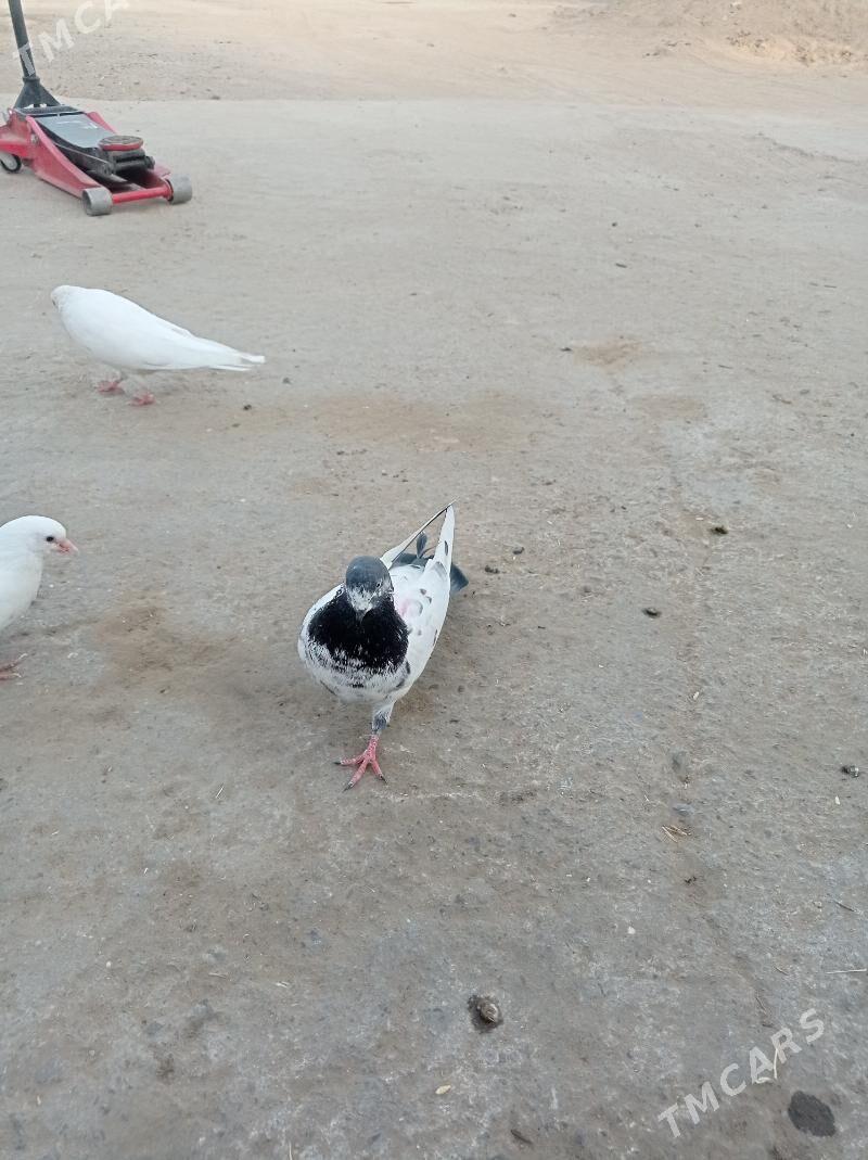 guslar satlyk - Änew - img 7