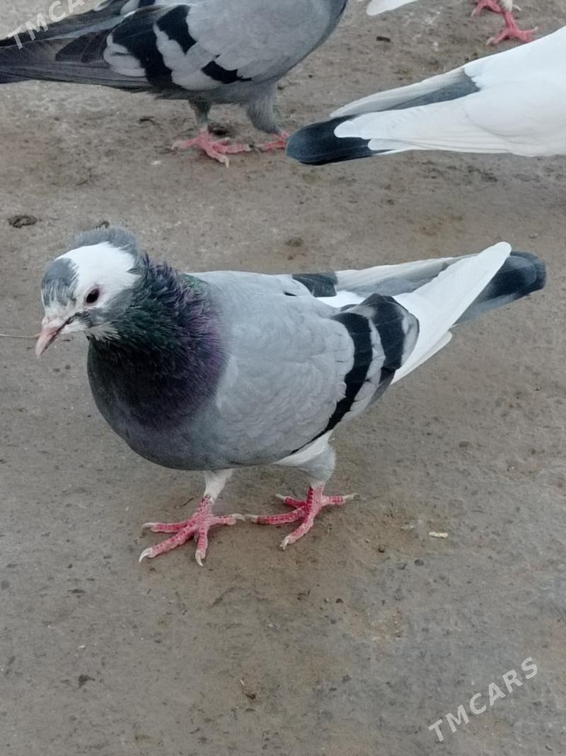 guslar satlyk - Änew - img 6