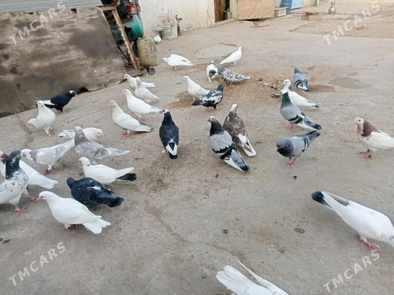 guslar satlyk - Änew - img 5