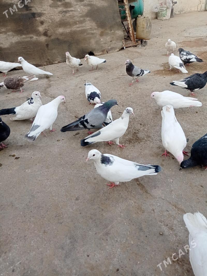 guslar satlyk - Änew - img 2