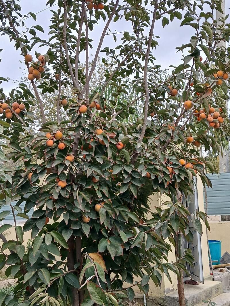 EÝESINDEN  5 комн. 230 м² - Bekrewe - img 8