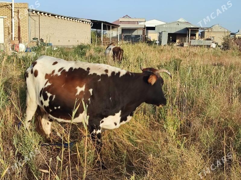 sygyr - Mary - img 3