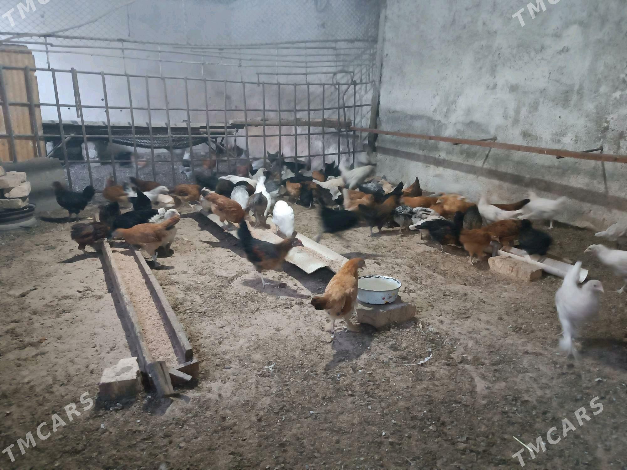 Towuk JUYJE - Мары - img 4