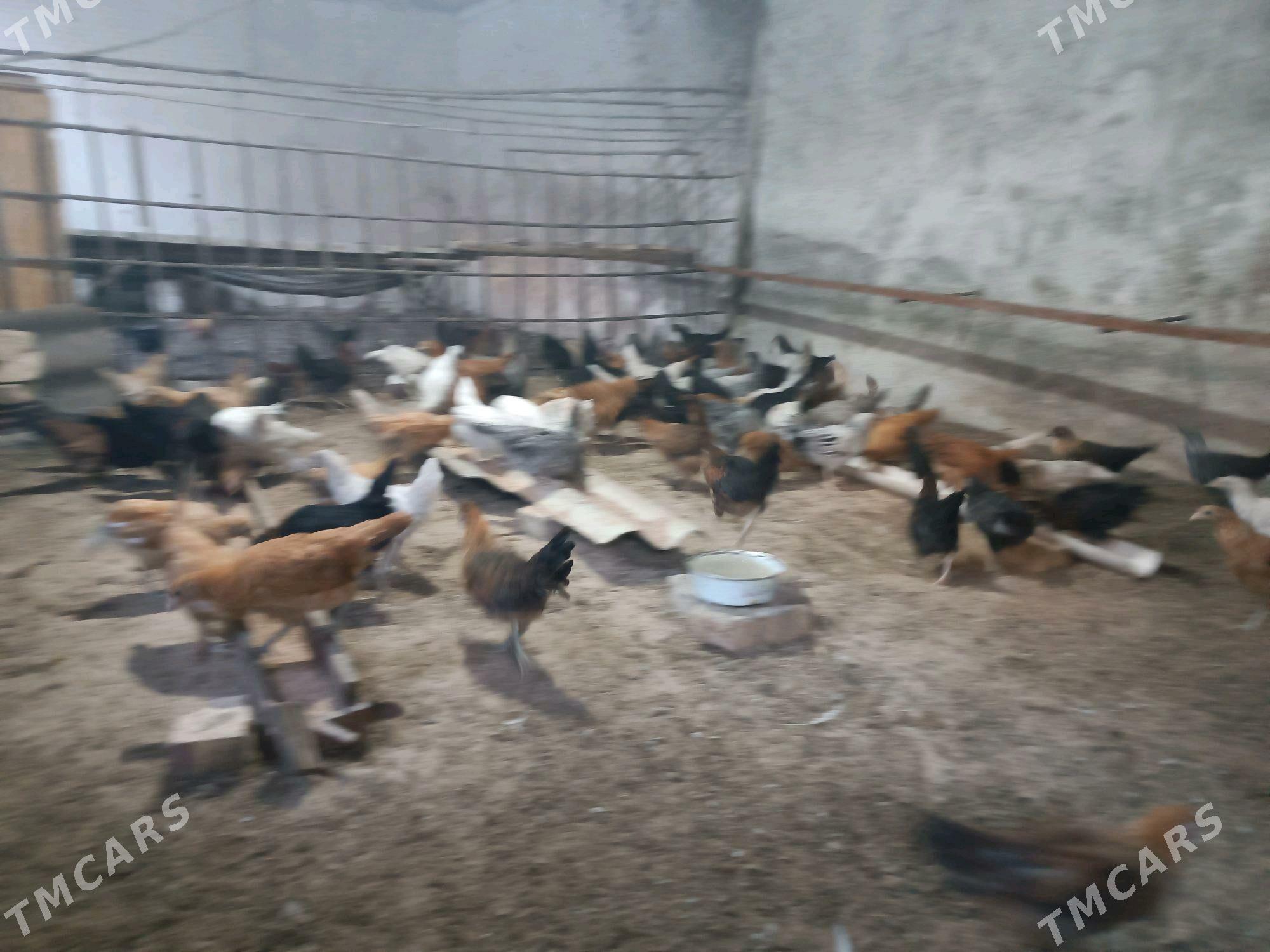 Towuk JUYJE - Мары - img 7