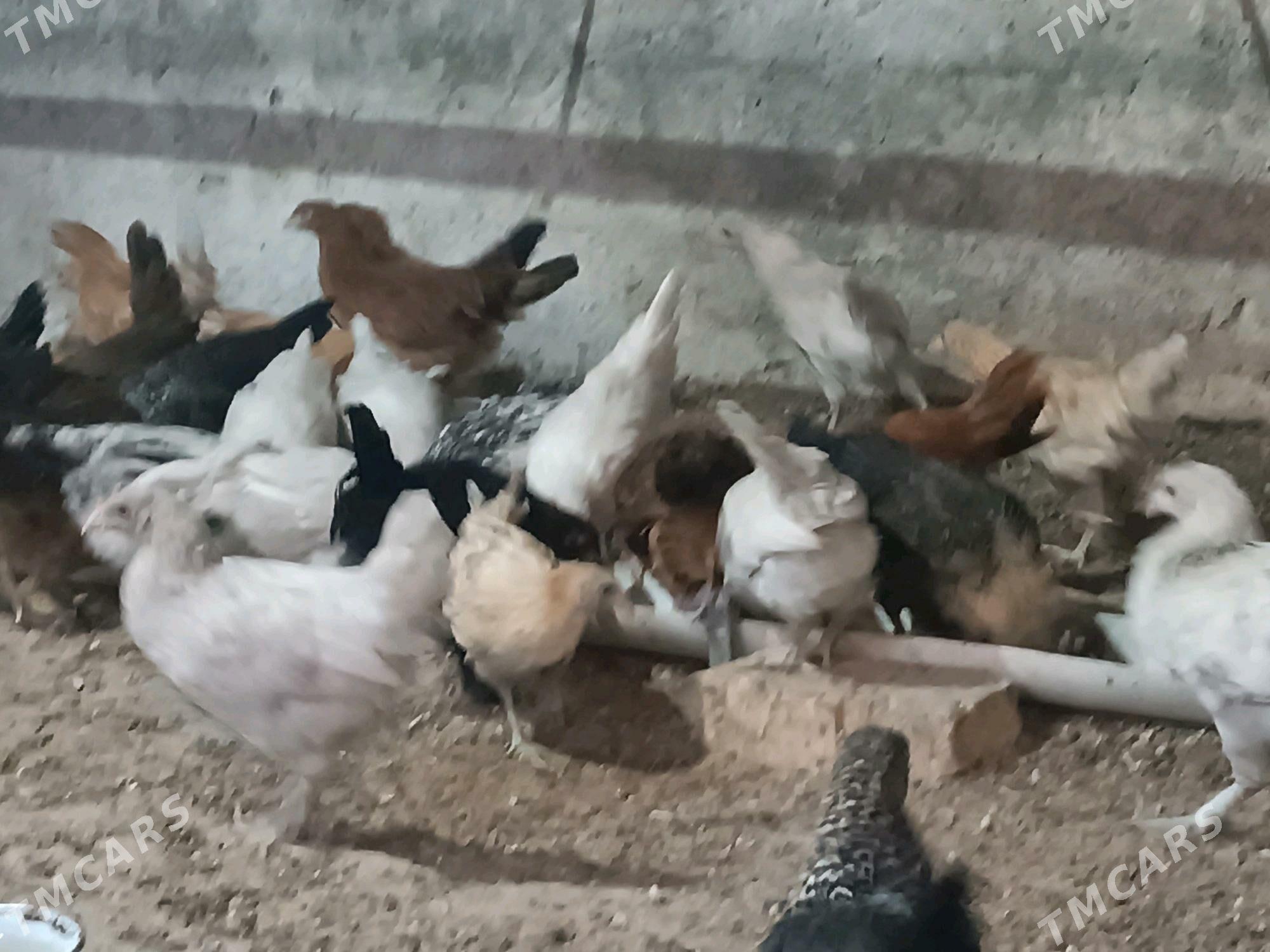 Towuk JUYJE - Мары - img 3