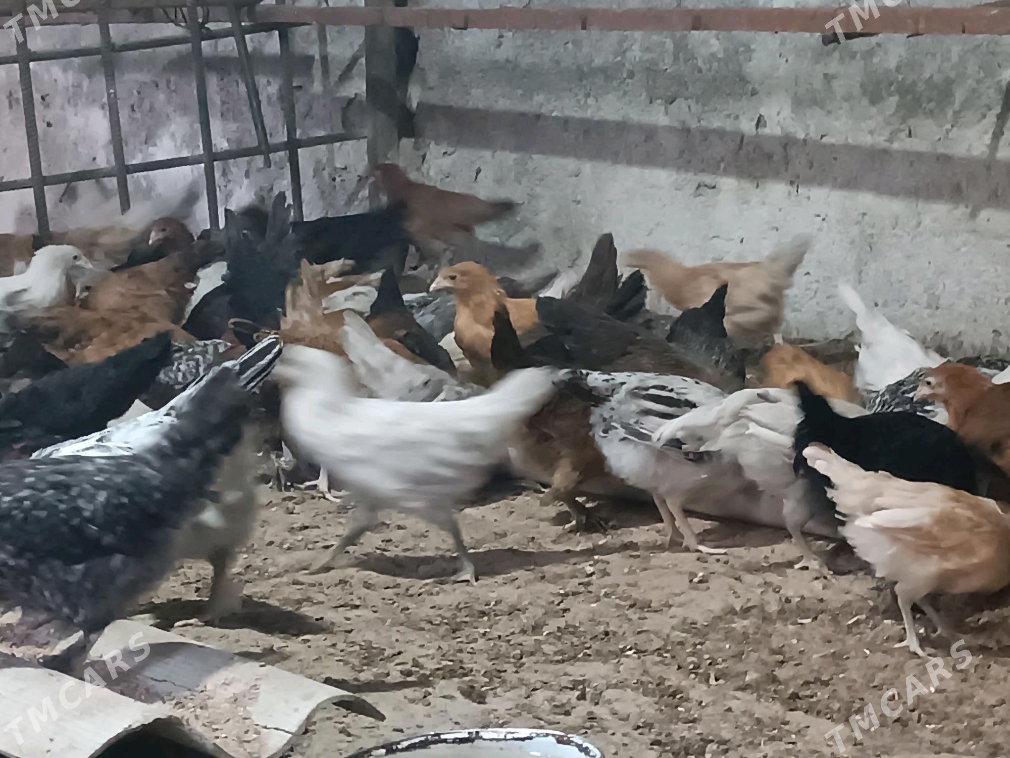 Towuk JUYJE - Мары - img 2