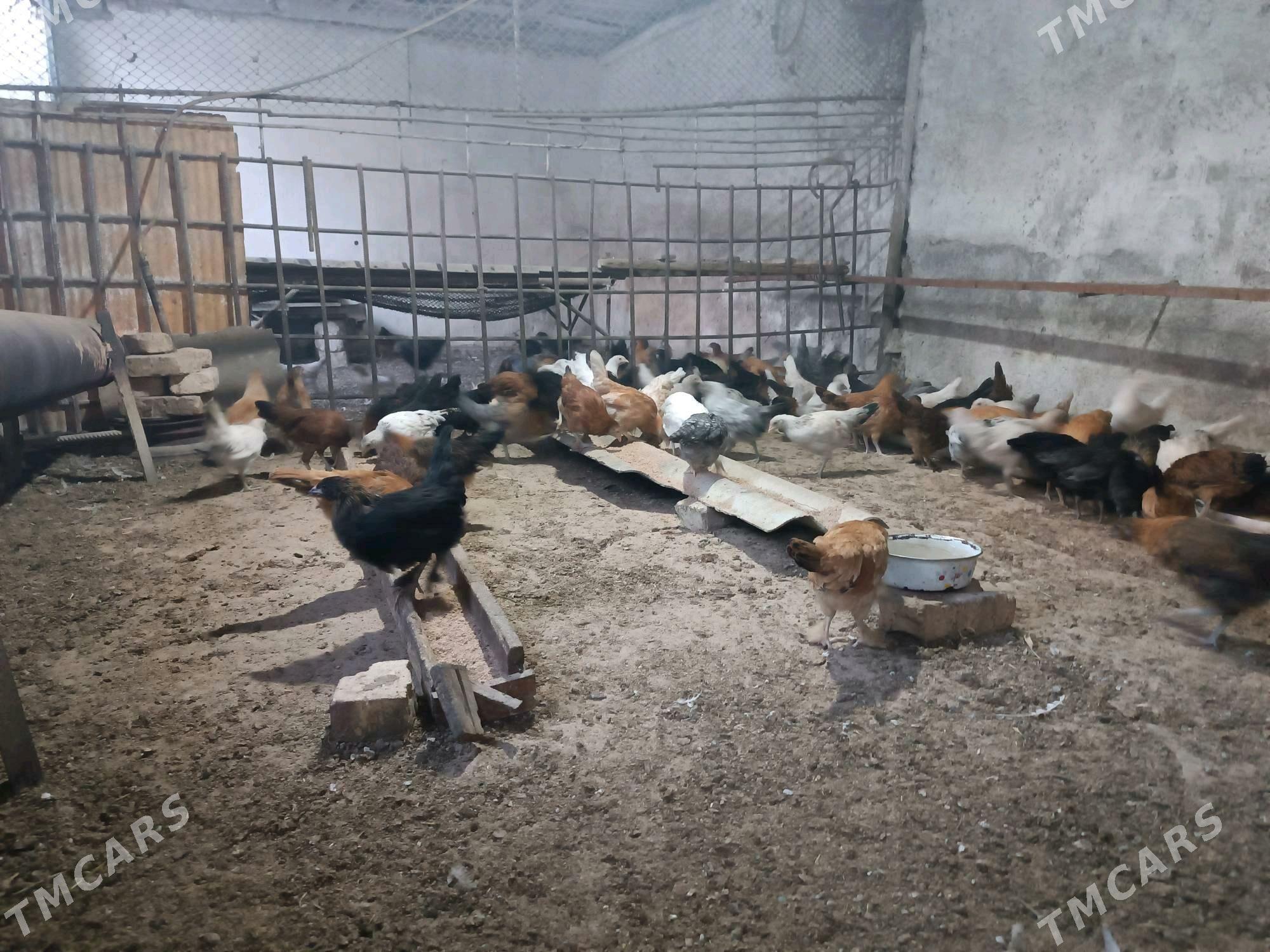 Towuk JUYJE - Мары - img 5