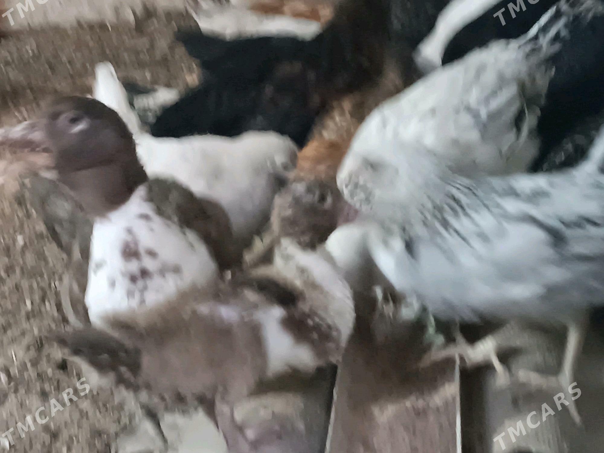 Towuk JUYJE - Мары - img 6