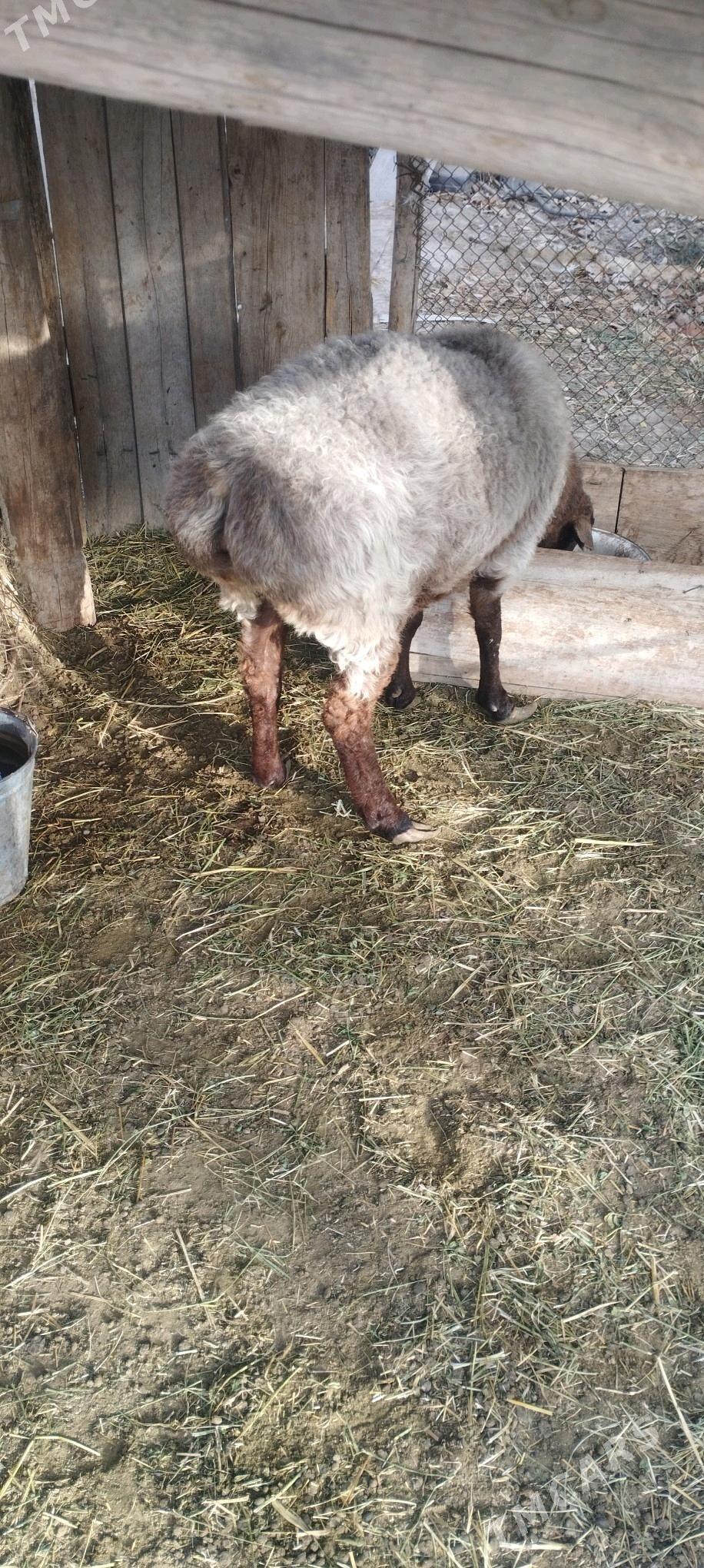 Goýun - Мургап - img 2