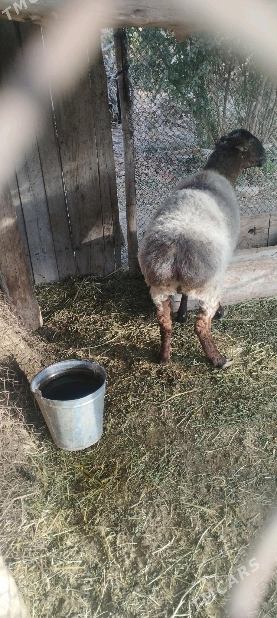 Goýun - Мургап - img 1