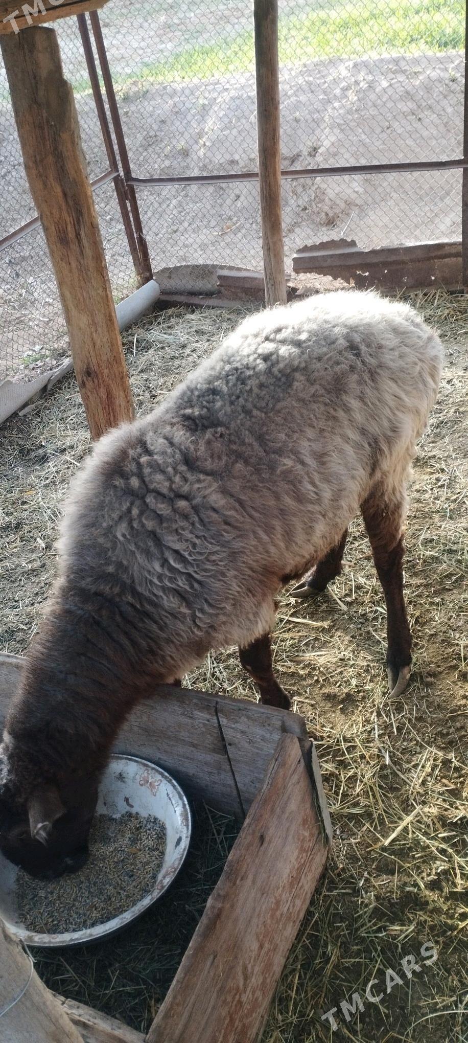 Goýun - Мургап - img 3