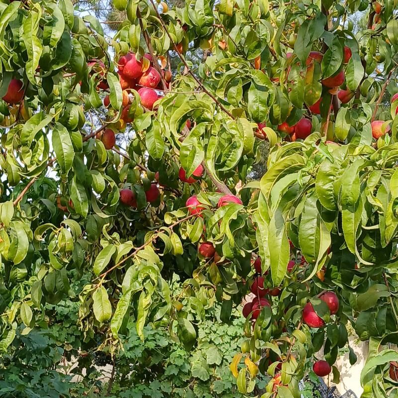 EÝESINDEN  5 комн. 230 м² - Bekrewe - img 9