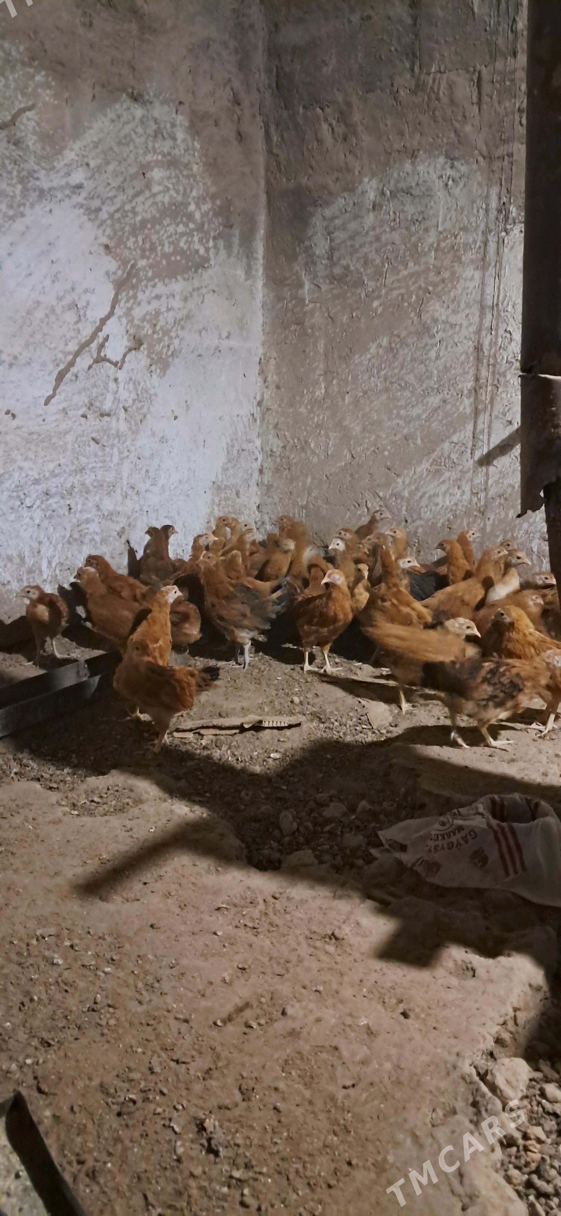 Towk JUJE - Büzmeýin - img 2