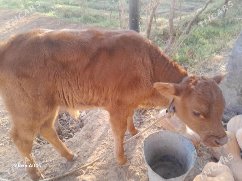 goleli sygyr - Babadaýhan - img 6