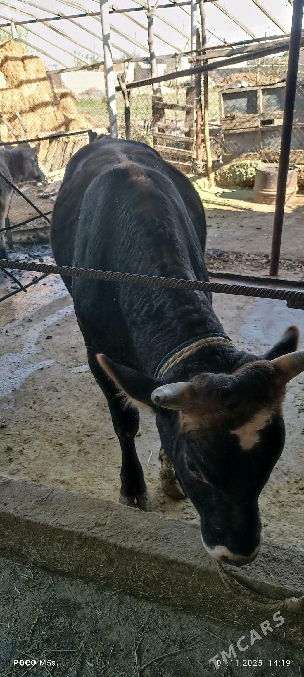 òkùz...tùwe - Bäherden - img 4