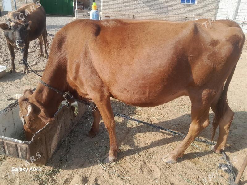 goleli sygyr - Babadaýhan - img 3