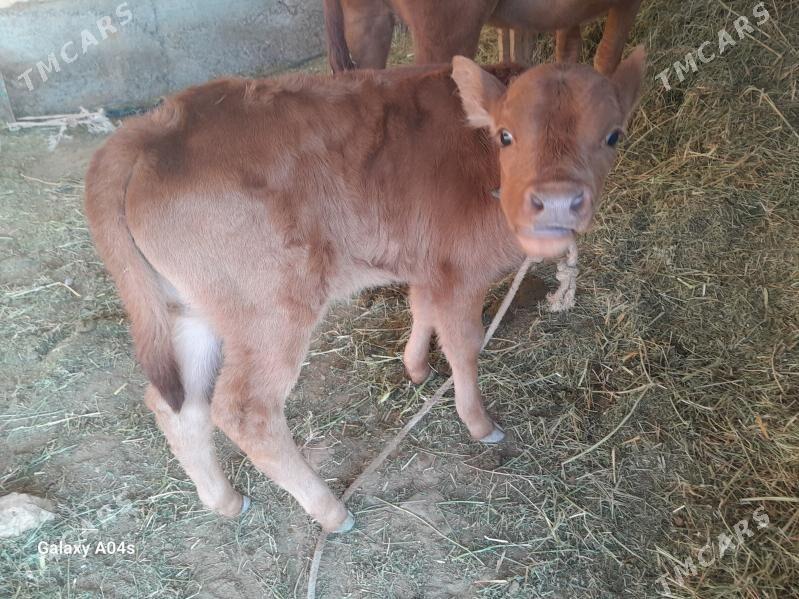 goleli sygyr - Babadaýhan - img 4