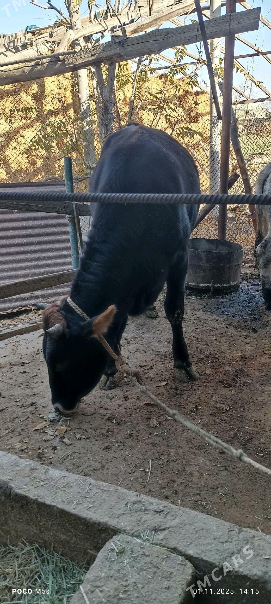 òkùz...tùwe - Bäherden - img 5