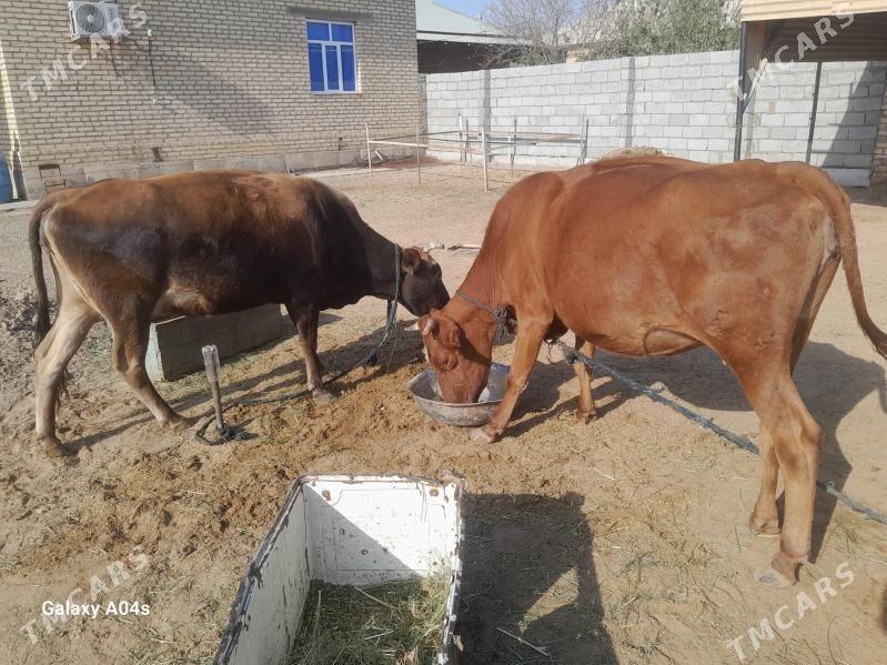 goleli sygyr - Babadaýhan - img 2