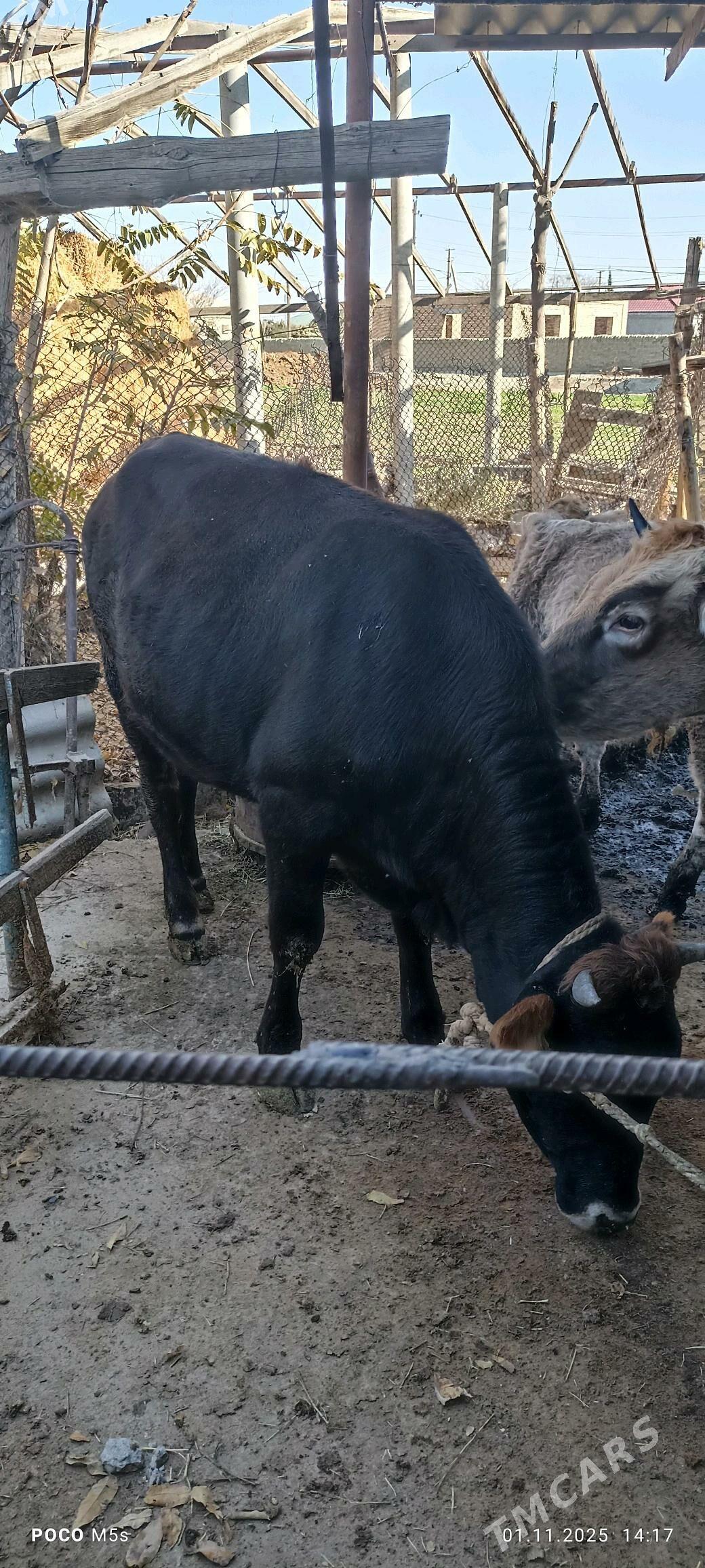 òkùz...tùwe - Bäherden - img 2