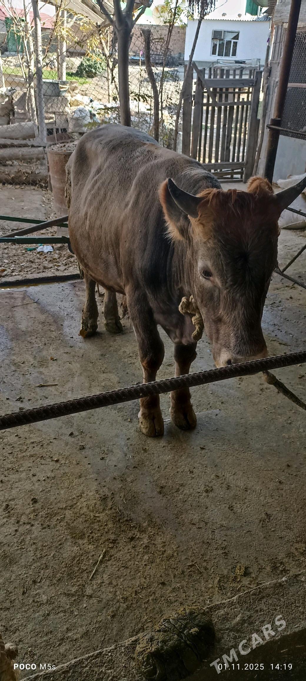 òkùz...tùwe - Bäherden - img 3