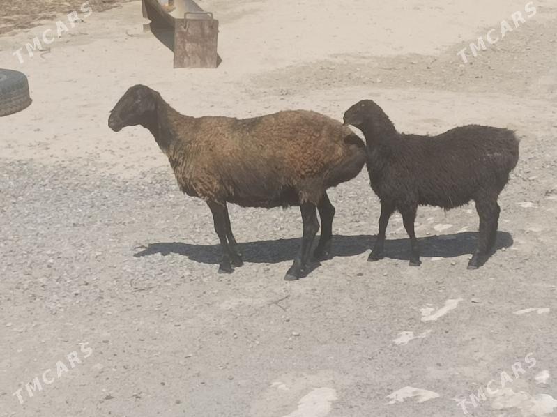 goyun - Magdanly - img 5