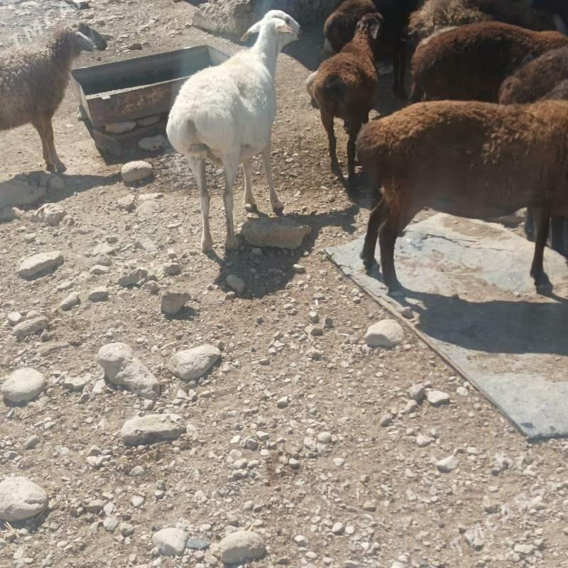 goyun - Magdanly - img 2