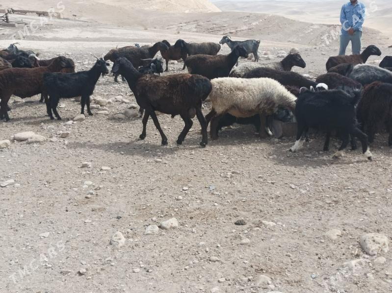 goyun - Magdanly - img 3