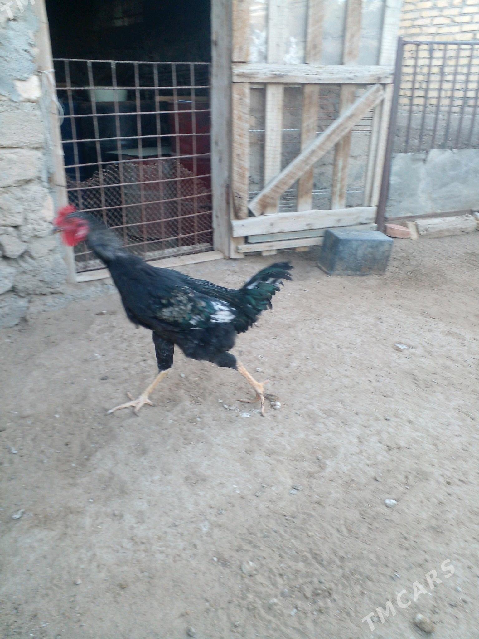 gigant horaz - Gumdag - img 2