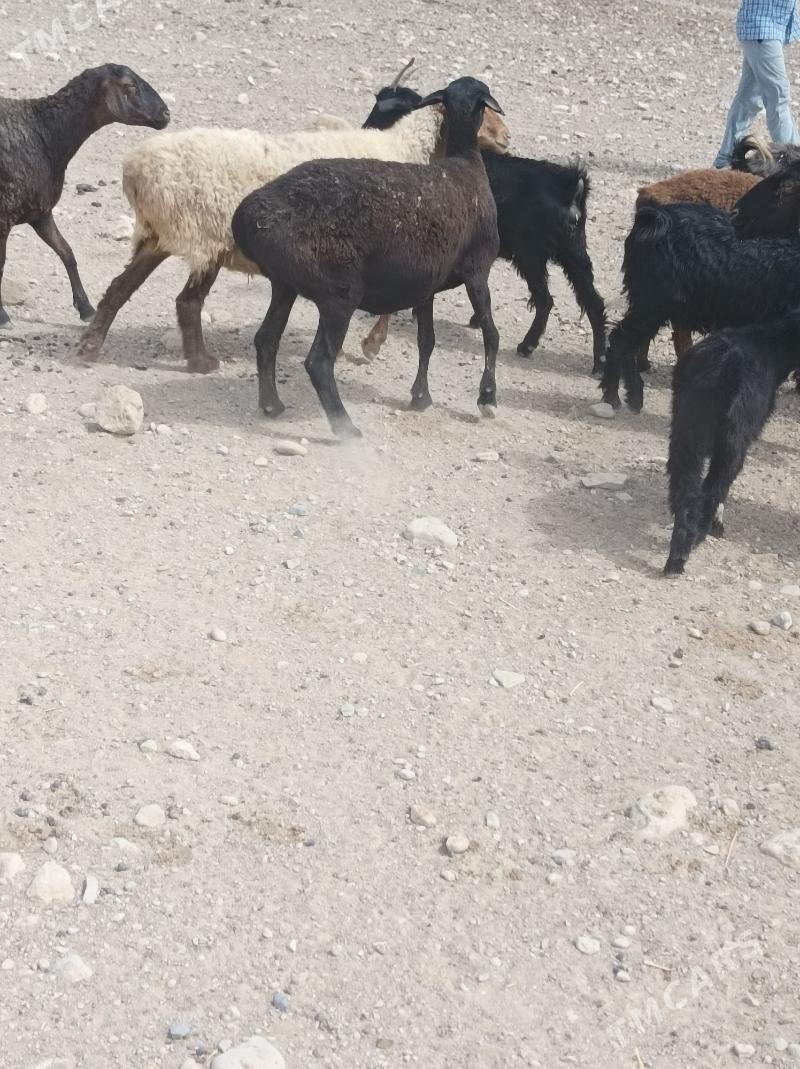 goyun - Magdanly - img 4