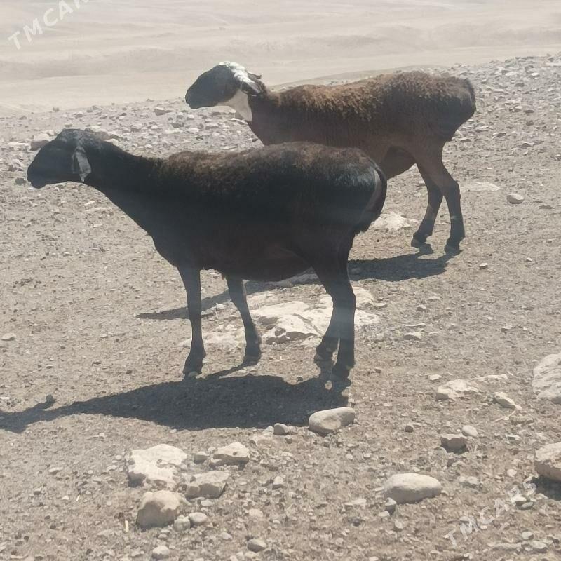 goyun - Magdanly - img 1