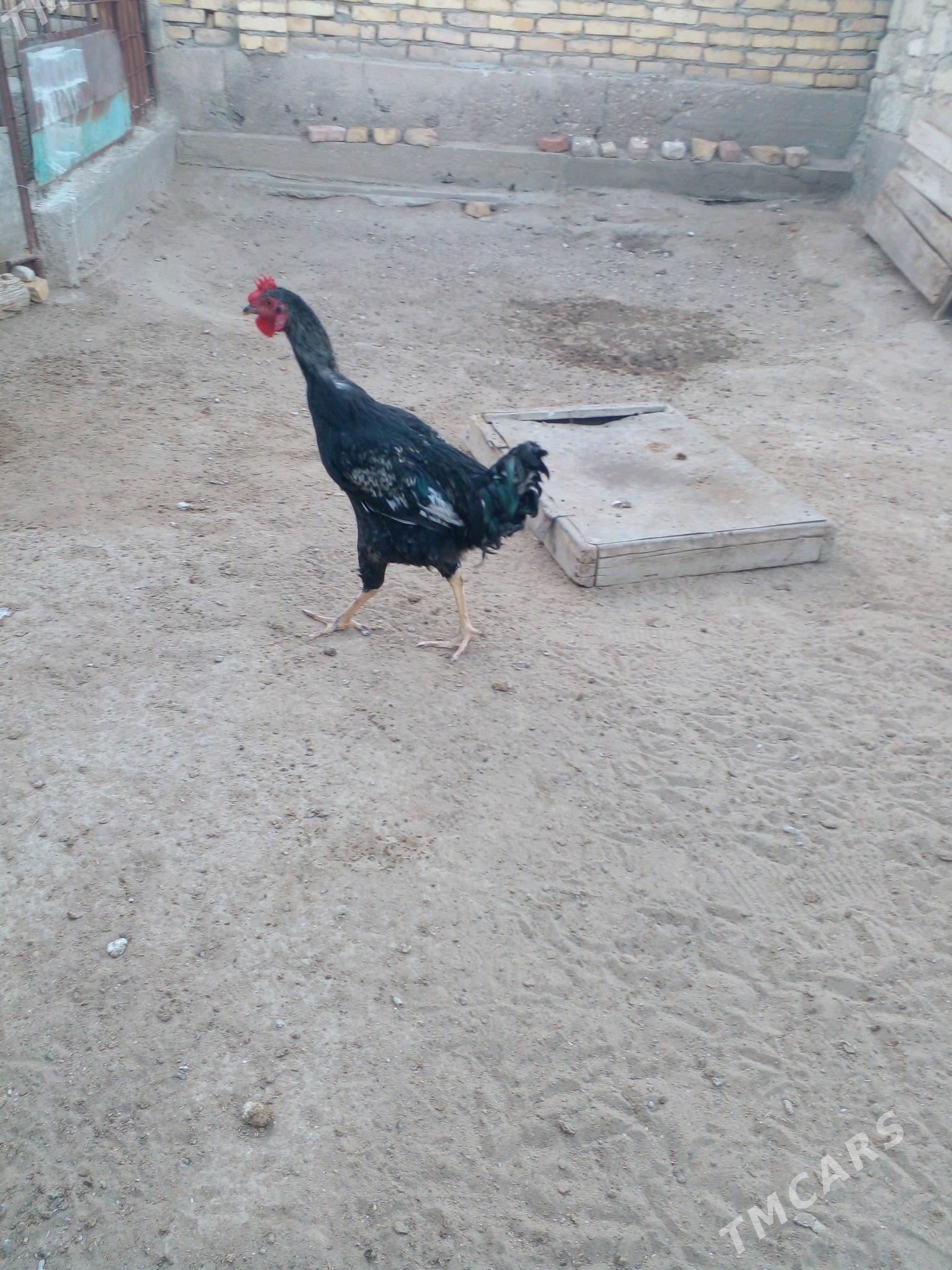 gigant horaz - Gumdag - img 3