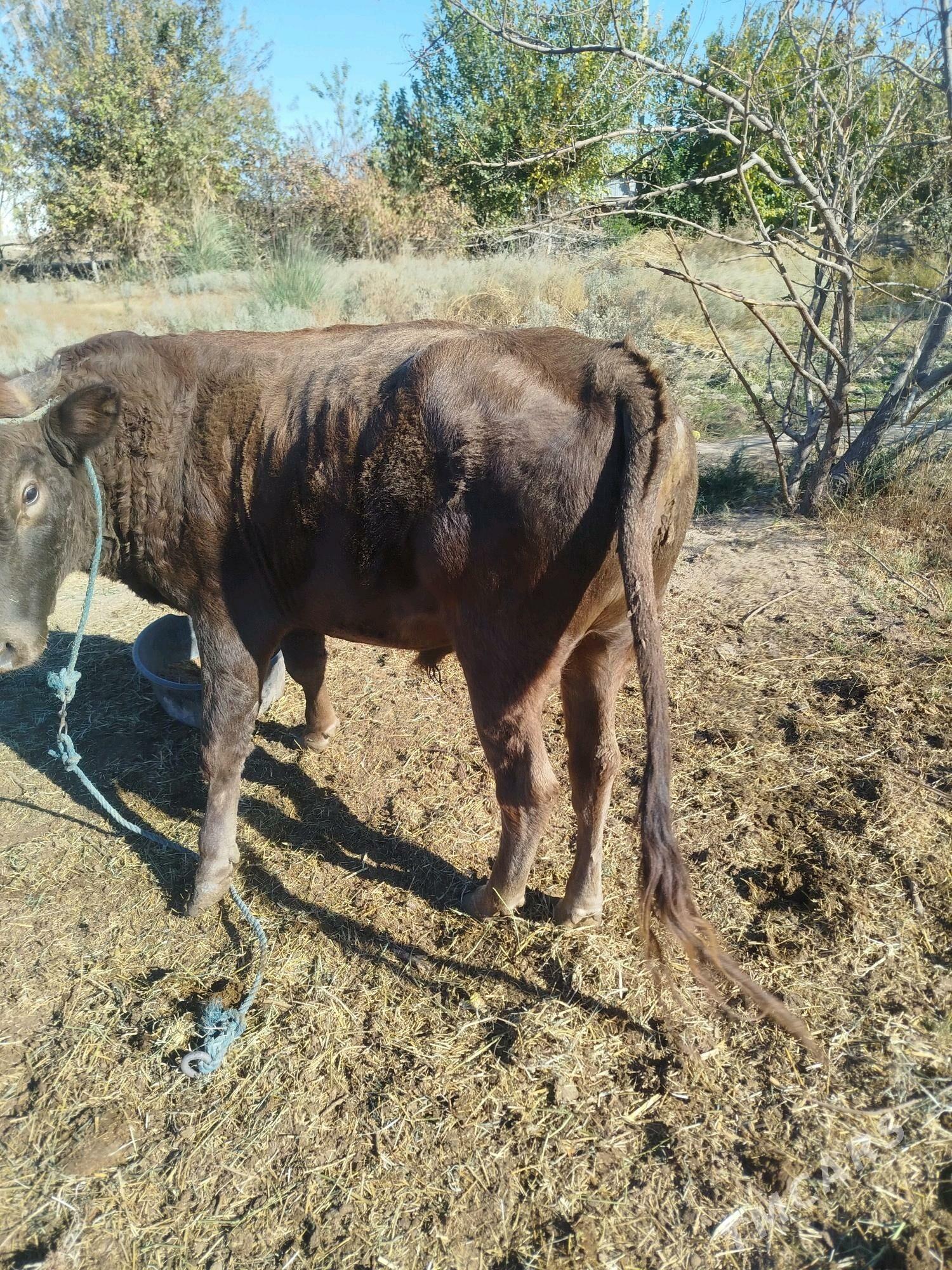 semis okuz - Фарап - img 3