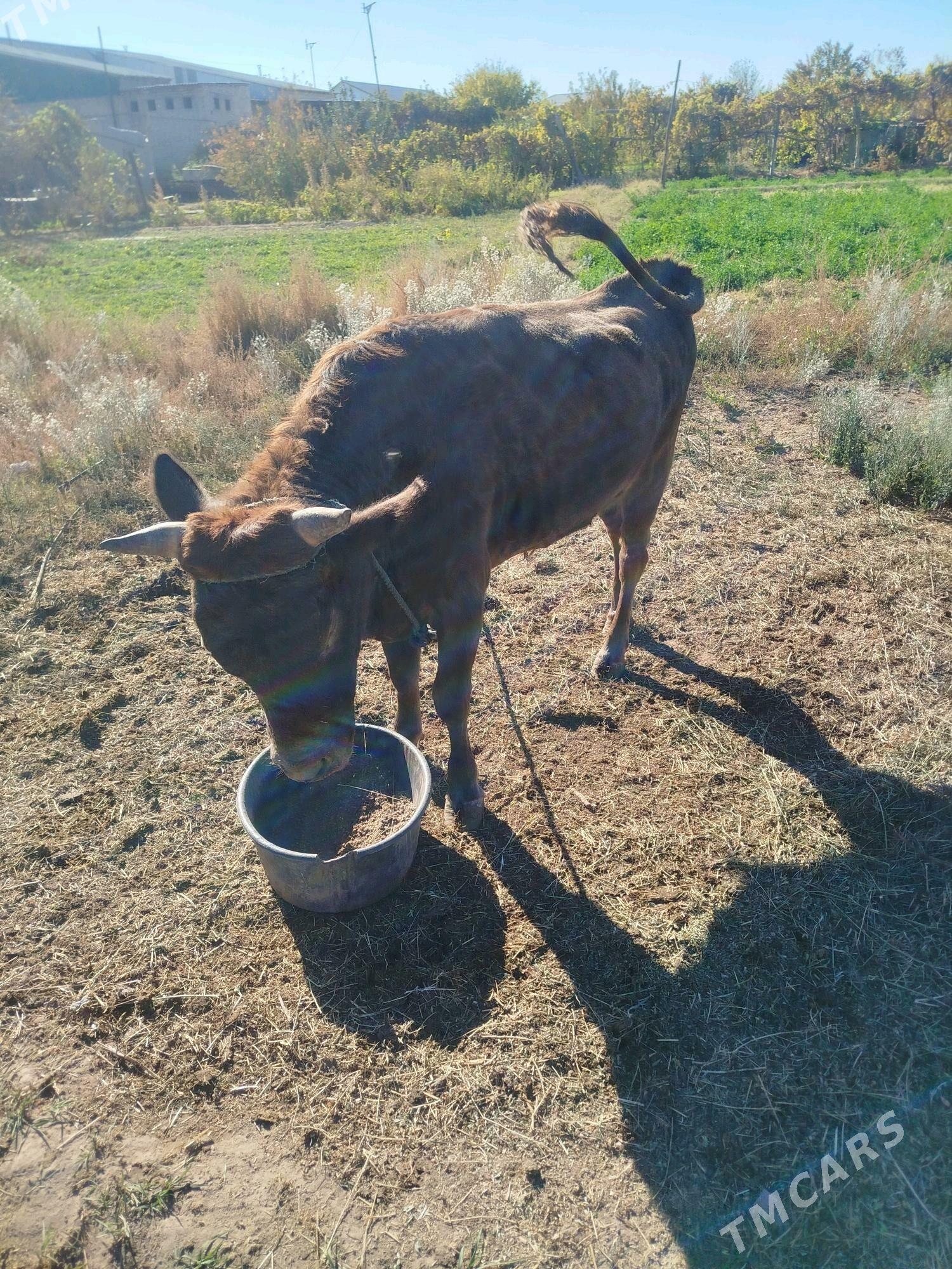 semis okuz - Фарап - img 2