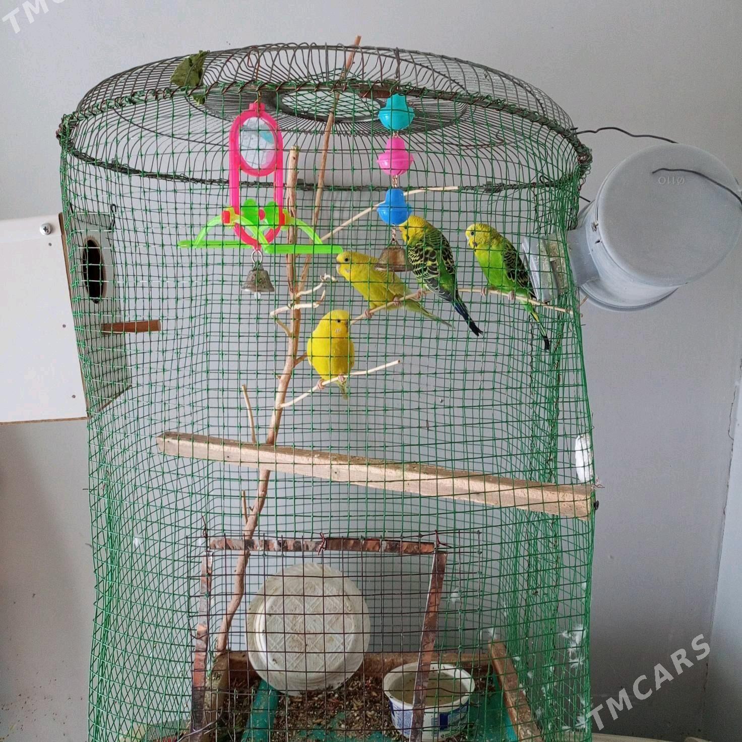 попугаи - Фарап - img 2