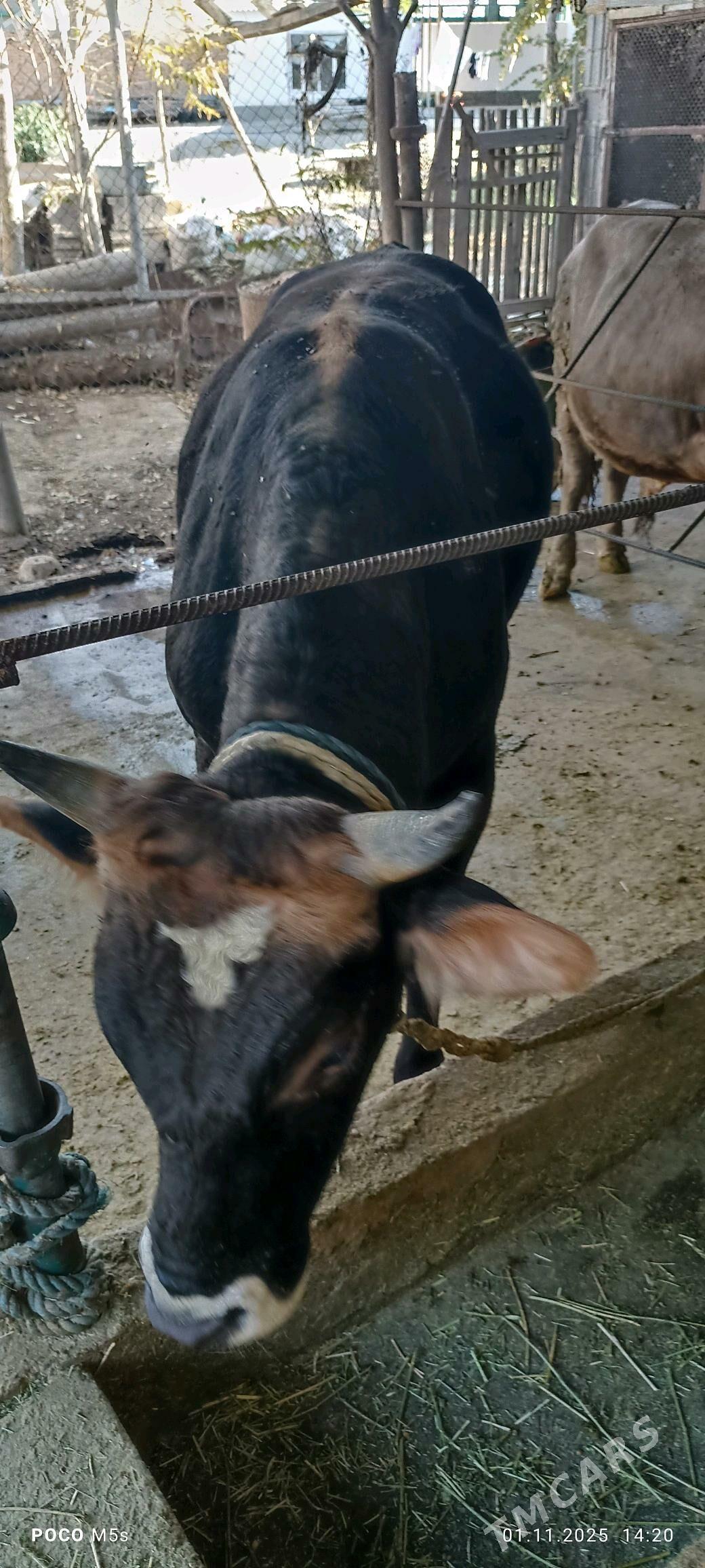 òkùz...tùwe - Bäherden - img 6