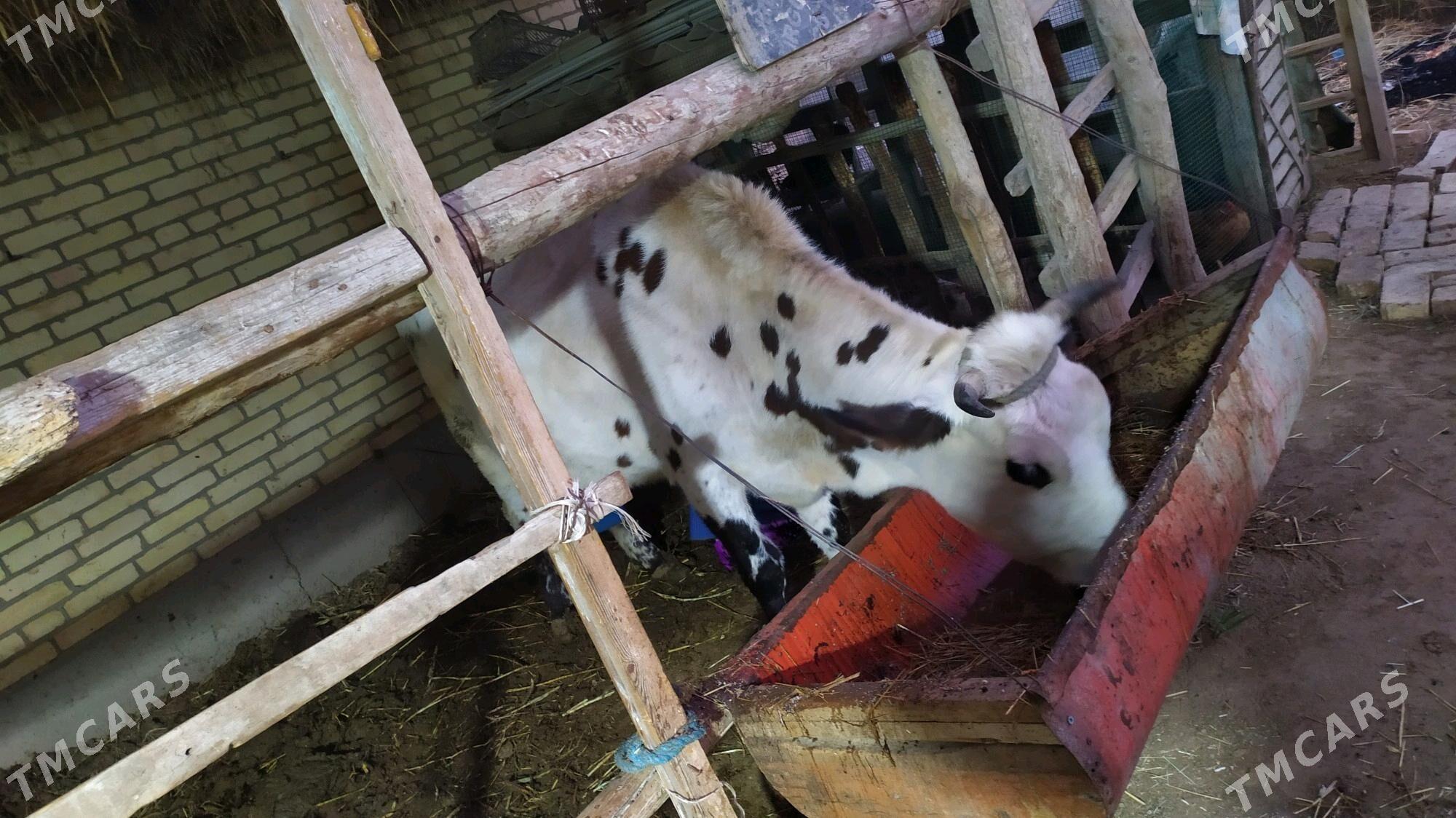 Göleli sygyr - Çärjew - img 3