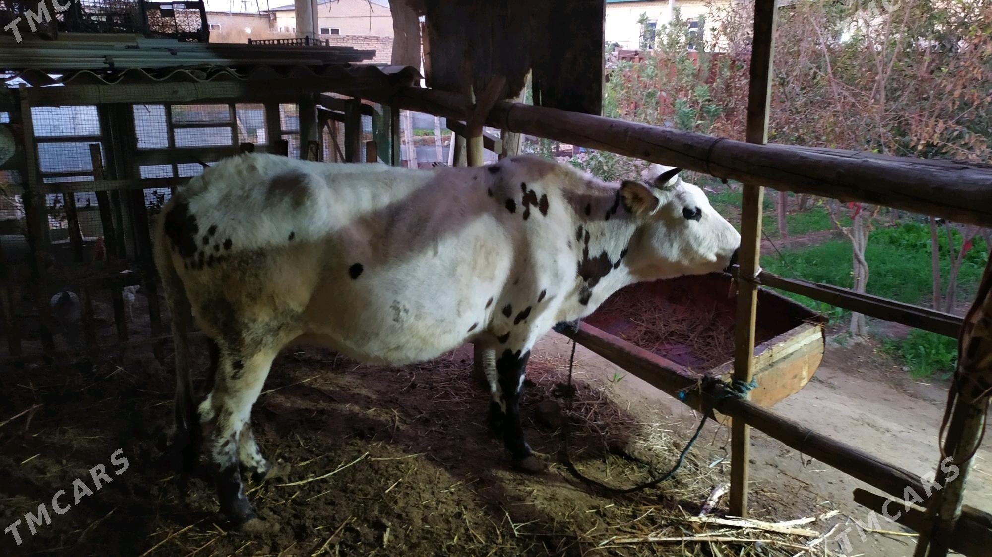 Göleli sygyr - Çärjew - img 2