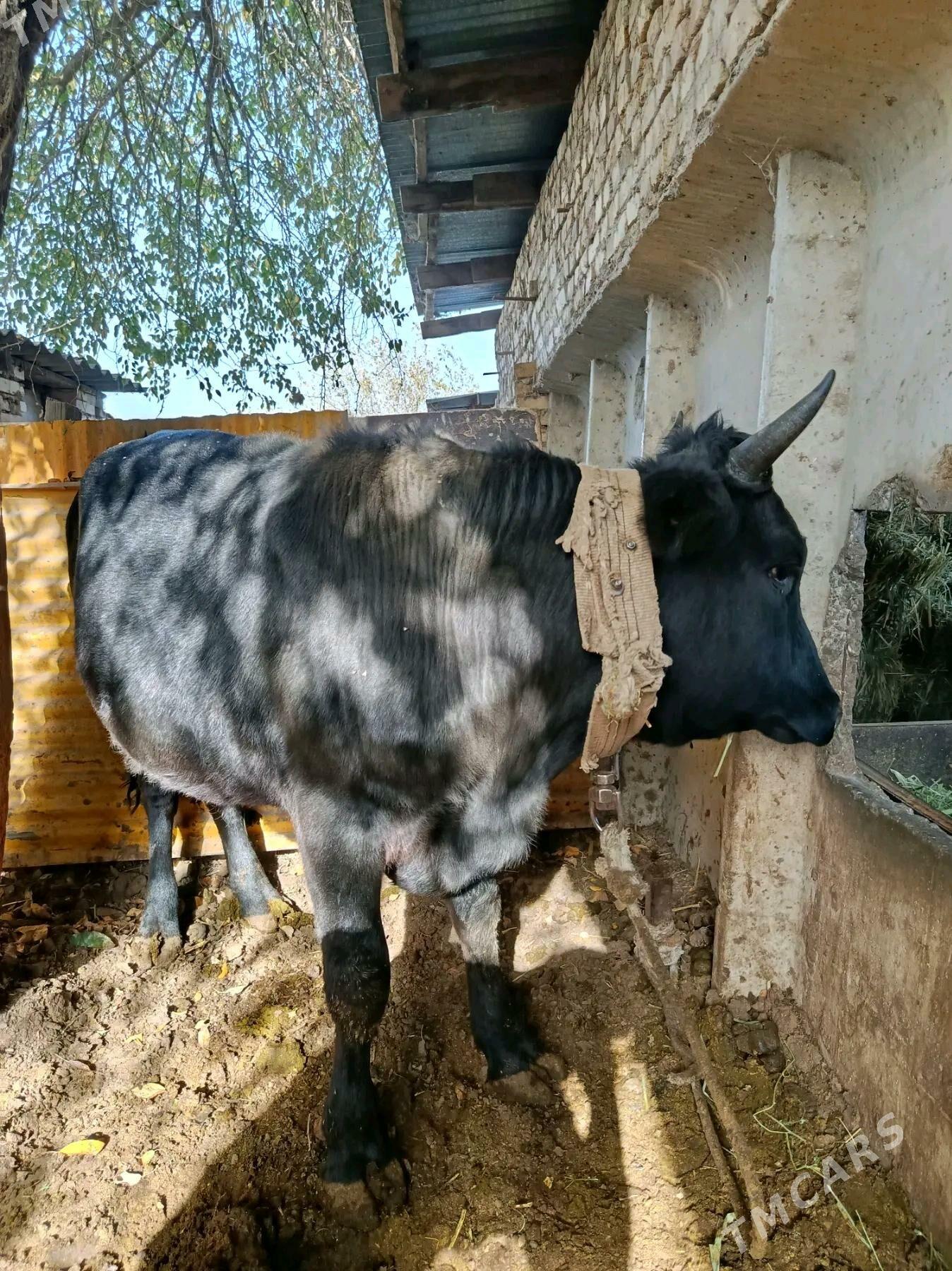 Okuz - Ak bugdaý etraby - img 4