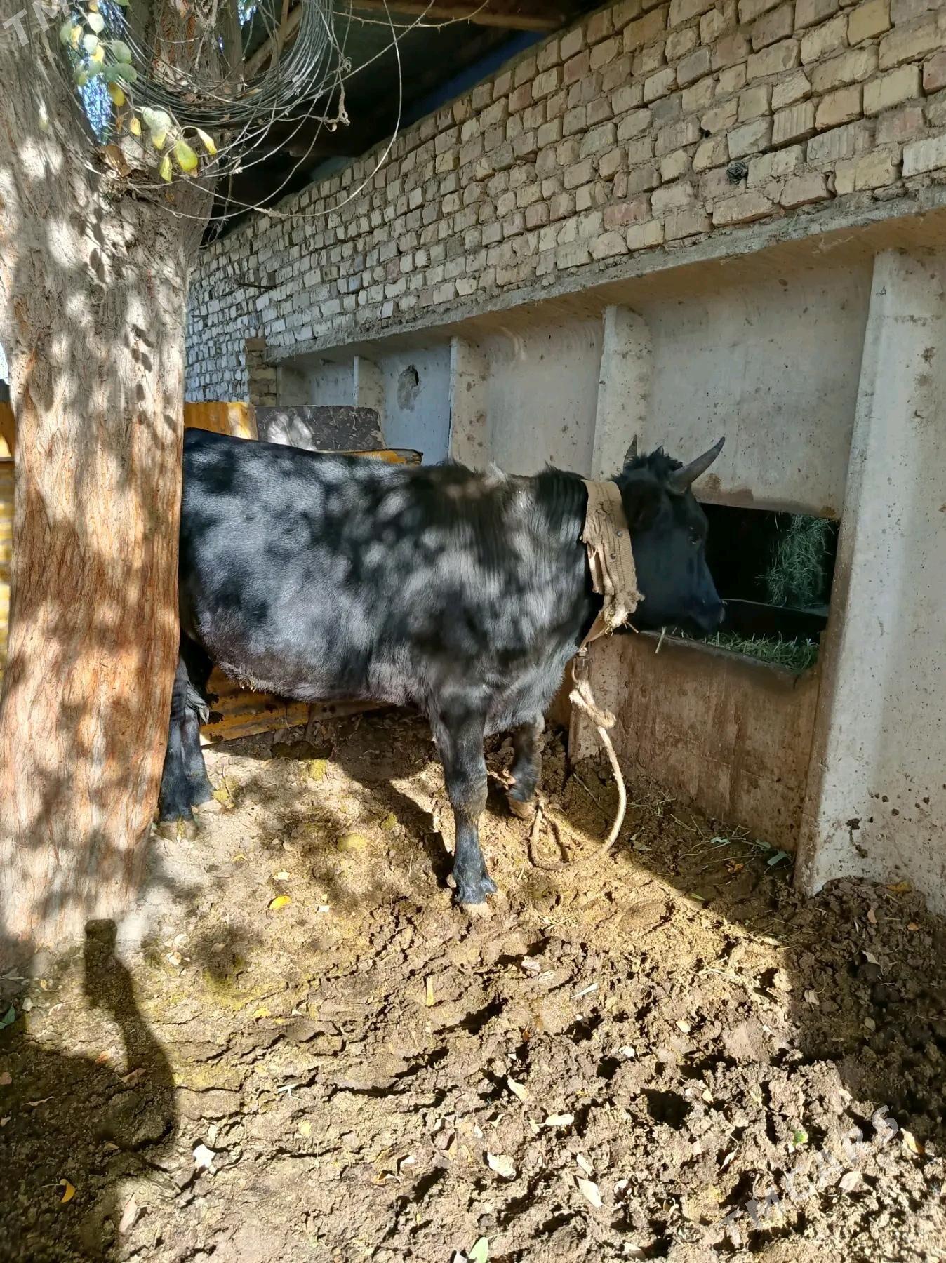 Okuz - Ak bugdaý etraby - img 2