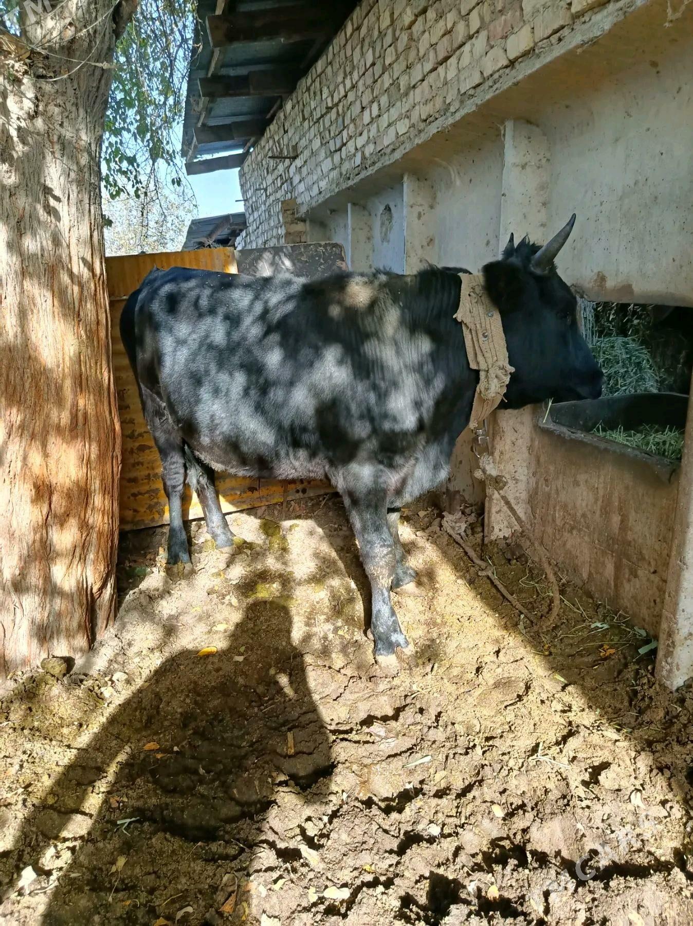 Okuz - Ak bugdaý etraby - img 5