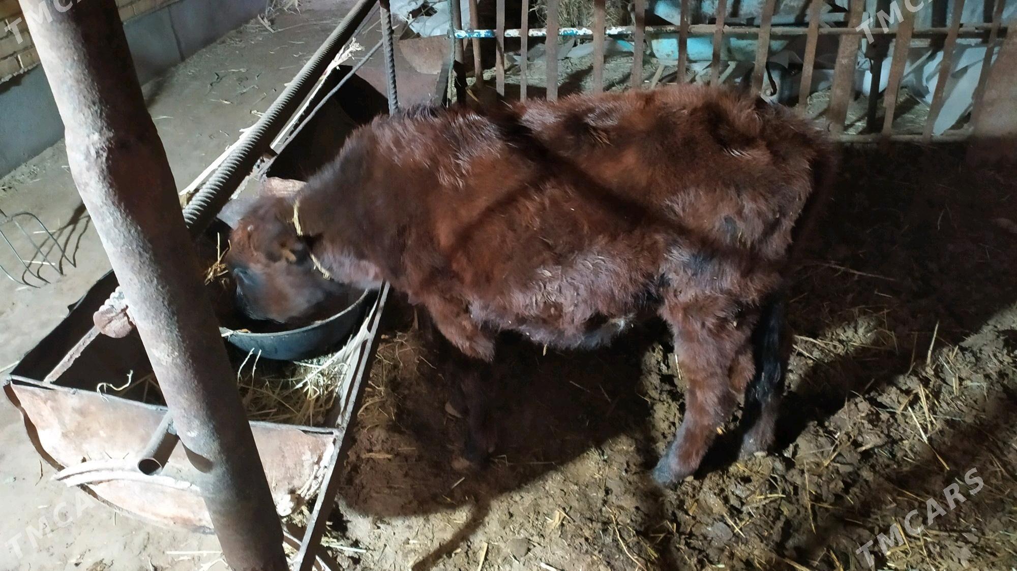 Göleli sygyr - Çärjew - img 4